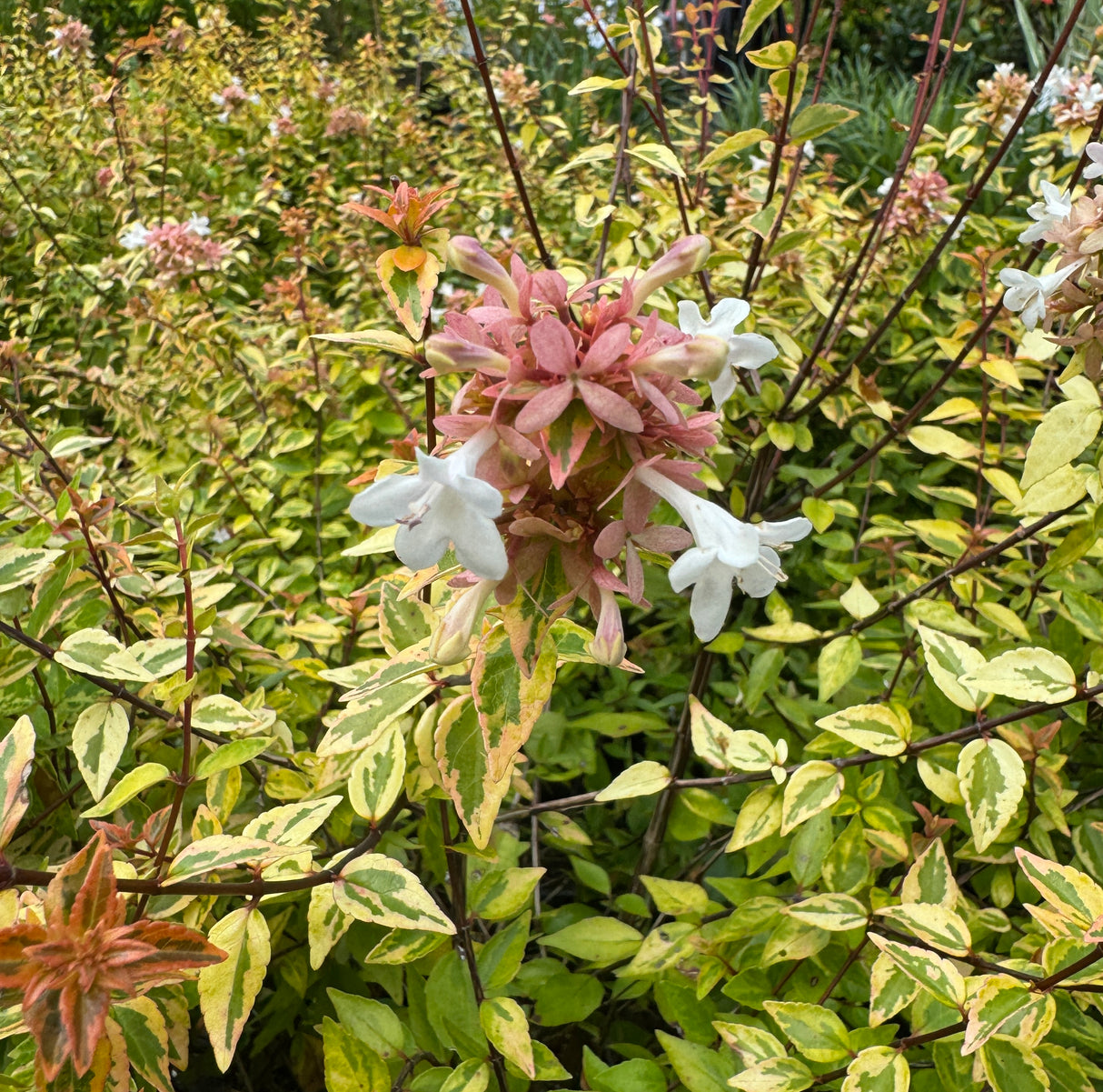 Floral bush with pink and white flowers and green leaves in a garden setting