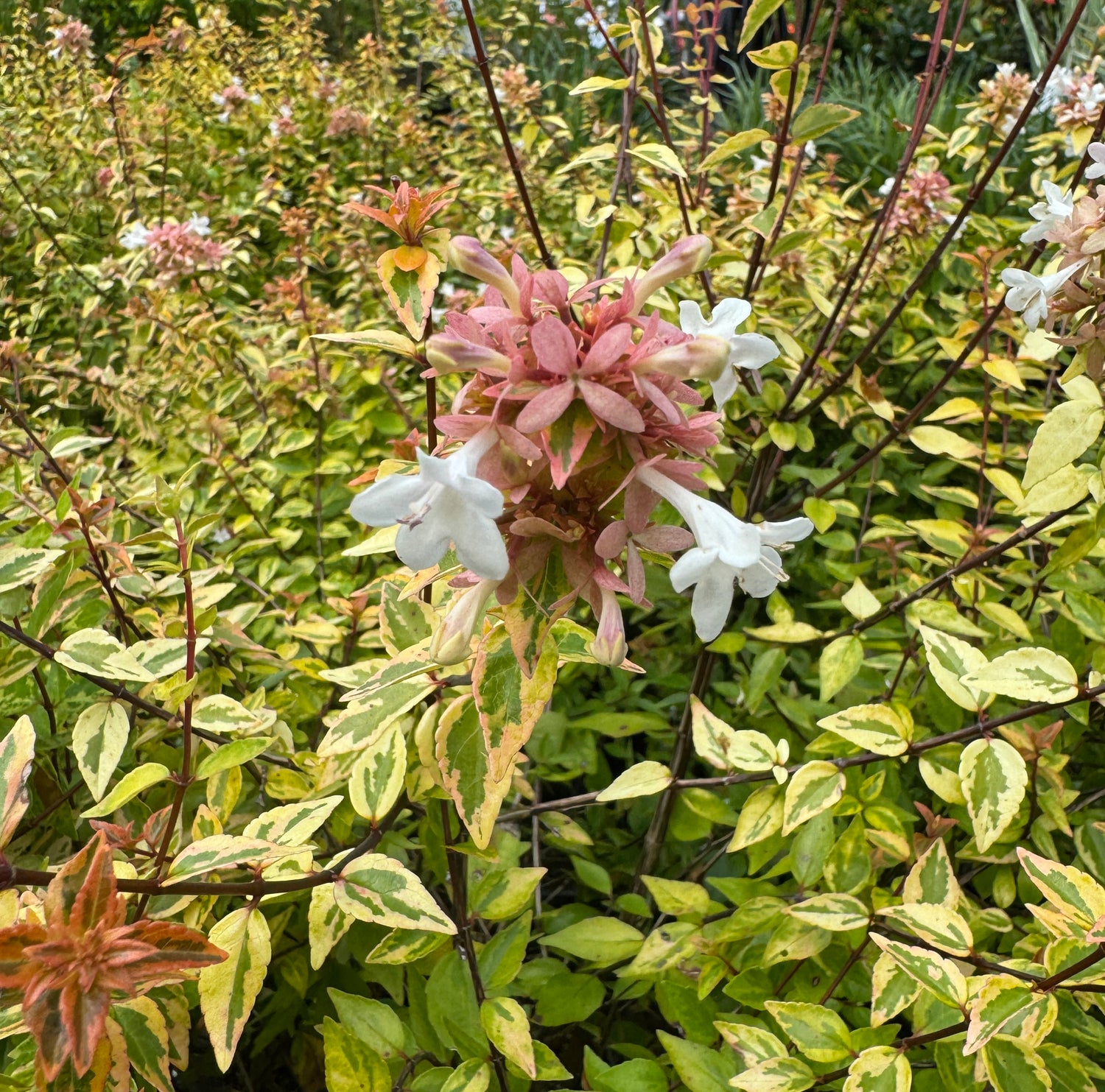 Floral bush with pink and white flowers and green leaves in a garden setting