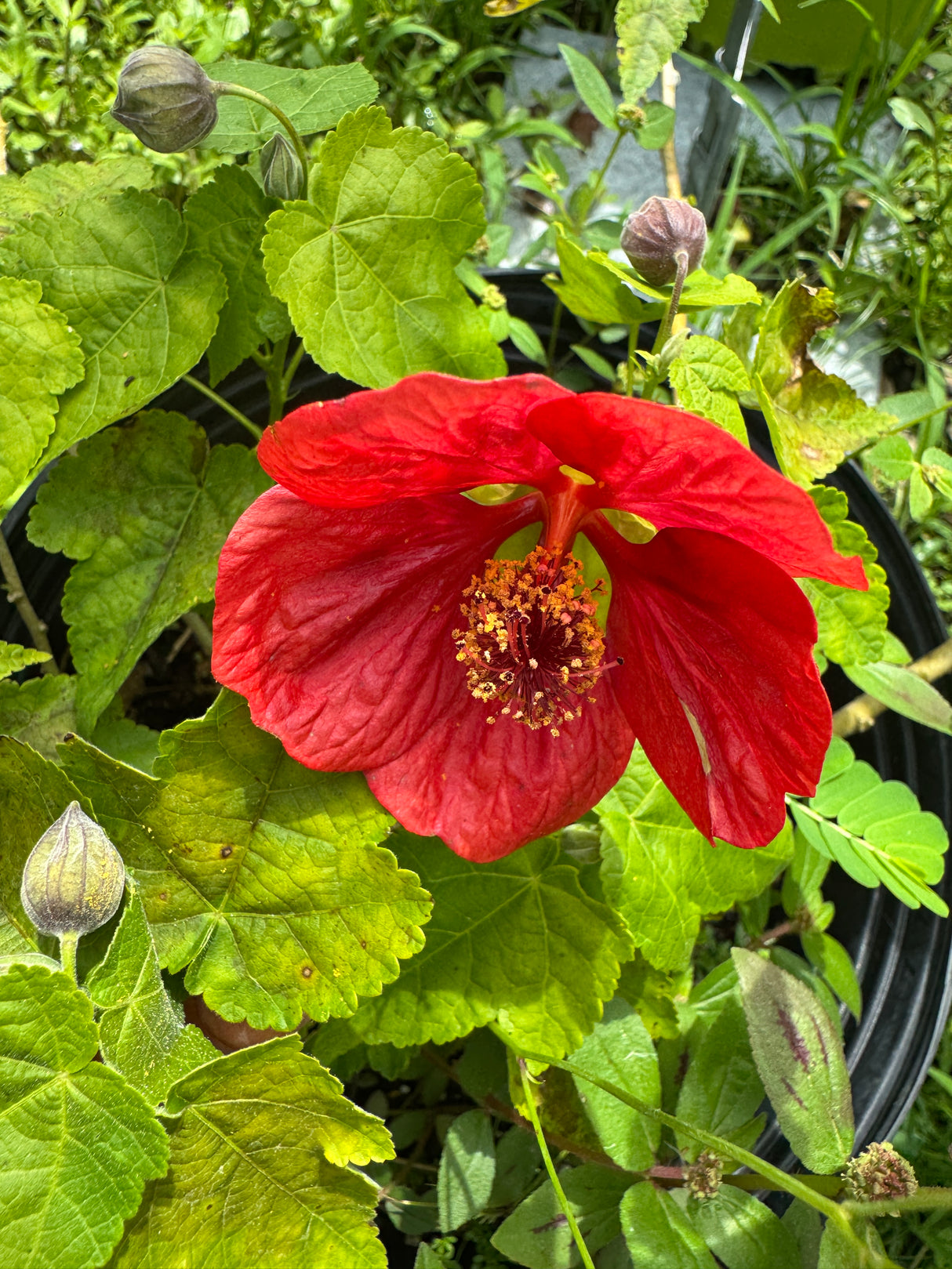 red flower on Abutilon Bush