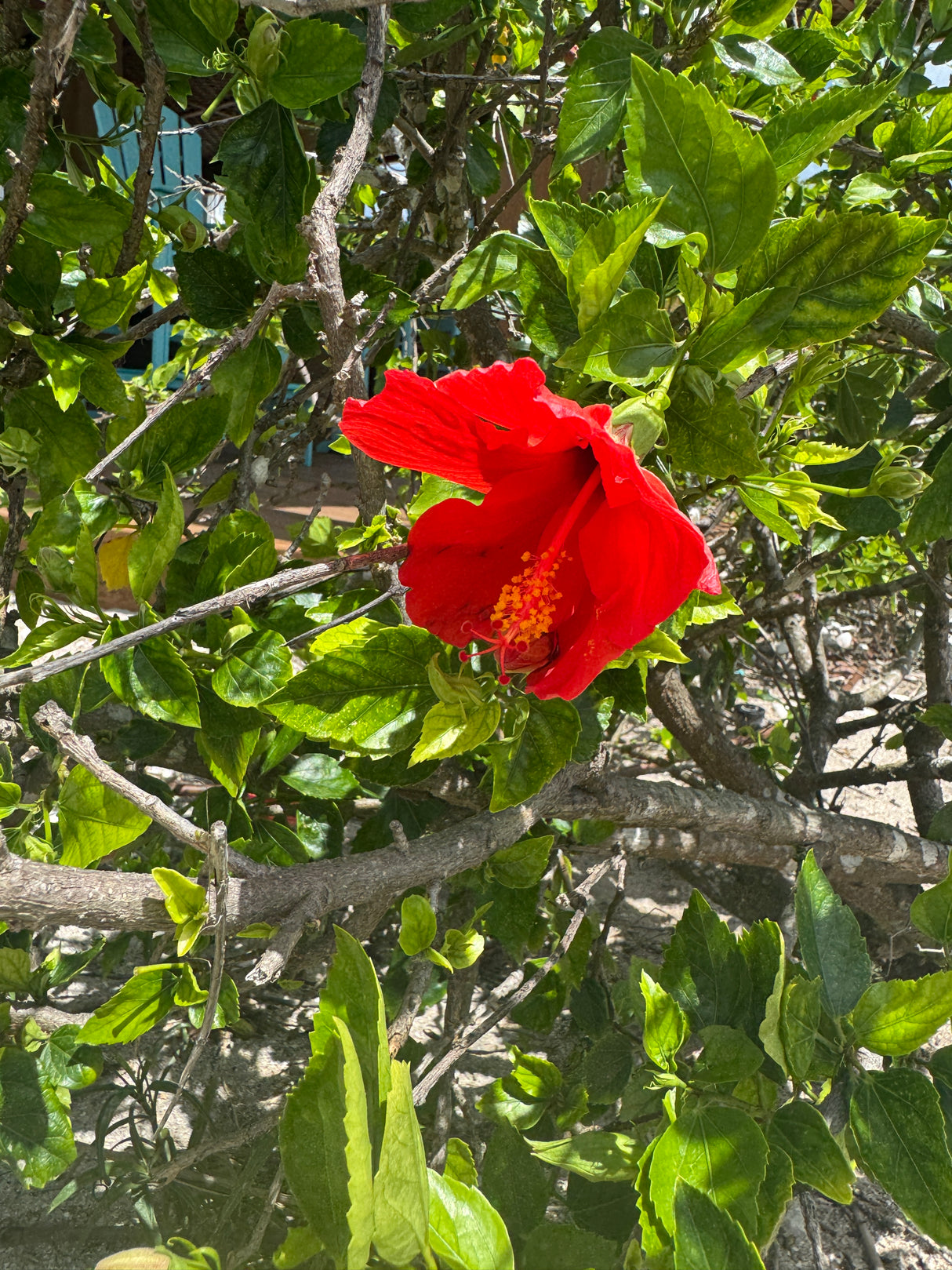red flower in a green leafy environment
