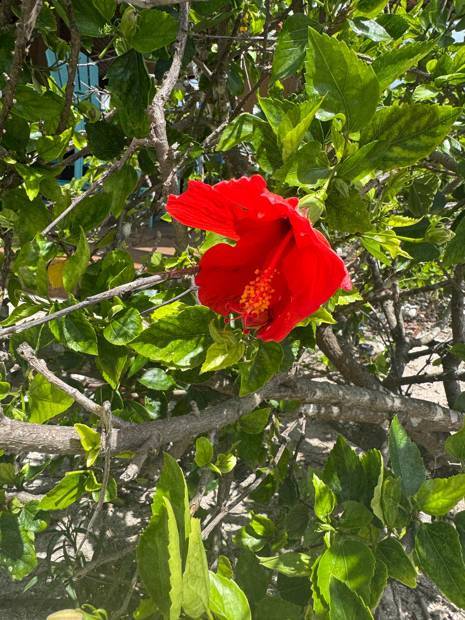 red flower in a green leafy environment