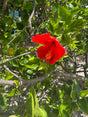red flower in a green leafy environment