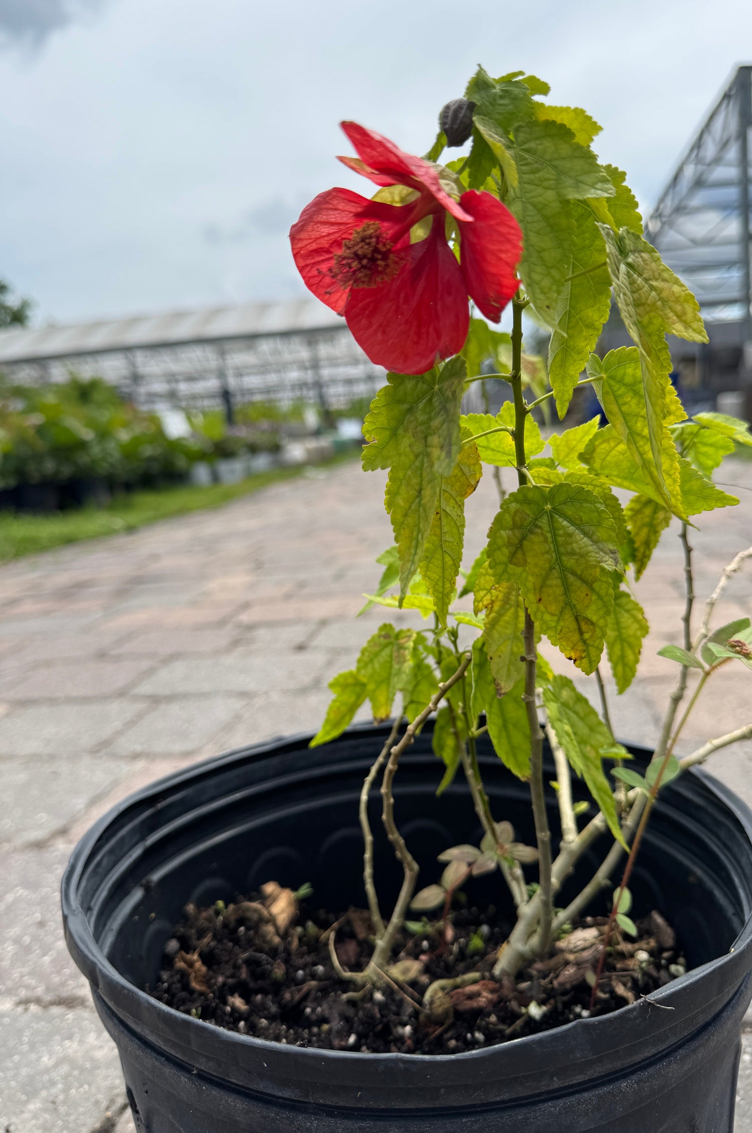 Abutilon Bush in three-gallon container
