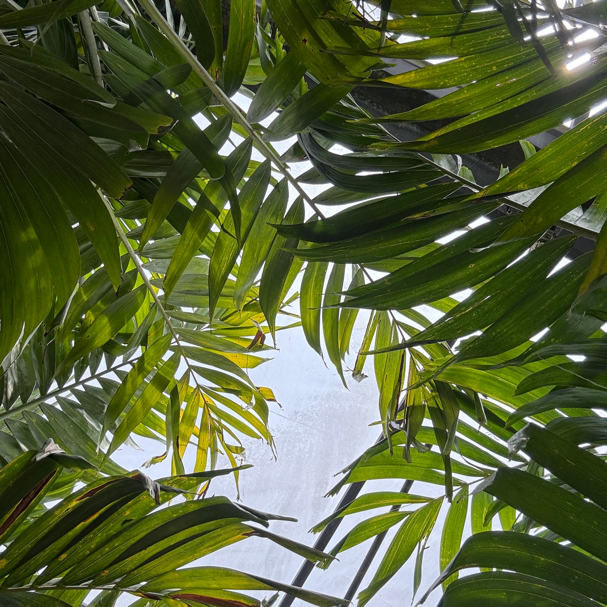 palm plant leaf Adonidia Palm – Liberty Landscape Supply