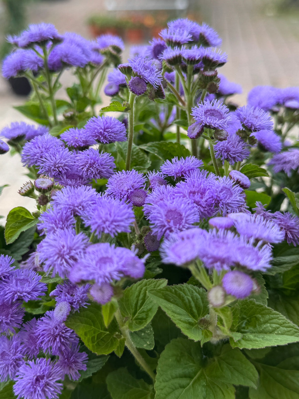 Ageratum with purple flowers