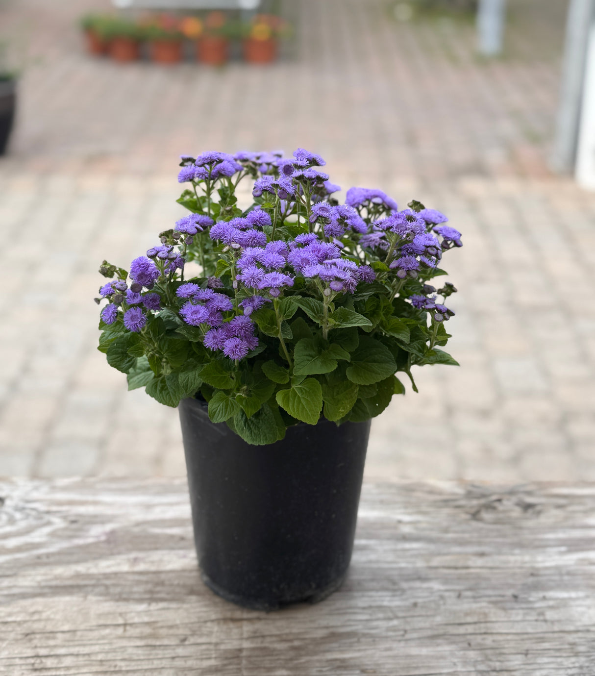 Ageratum plant with purple flowers in one gallon pot