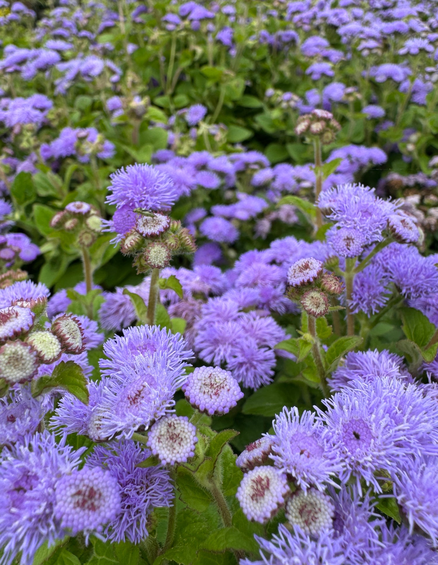 Ageratum flowers everywhere