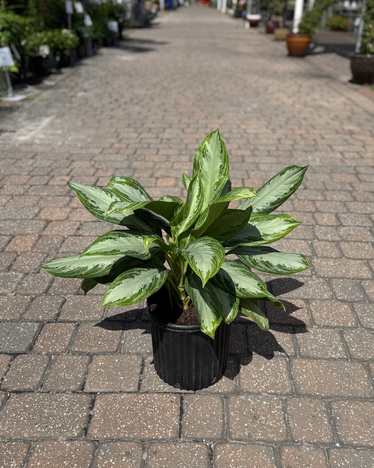 specialty Aglaonema at Liberty Landscape Supply