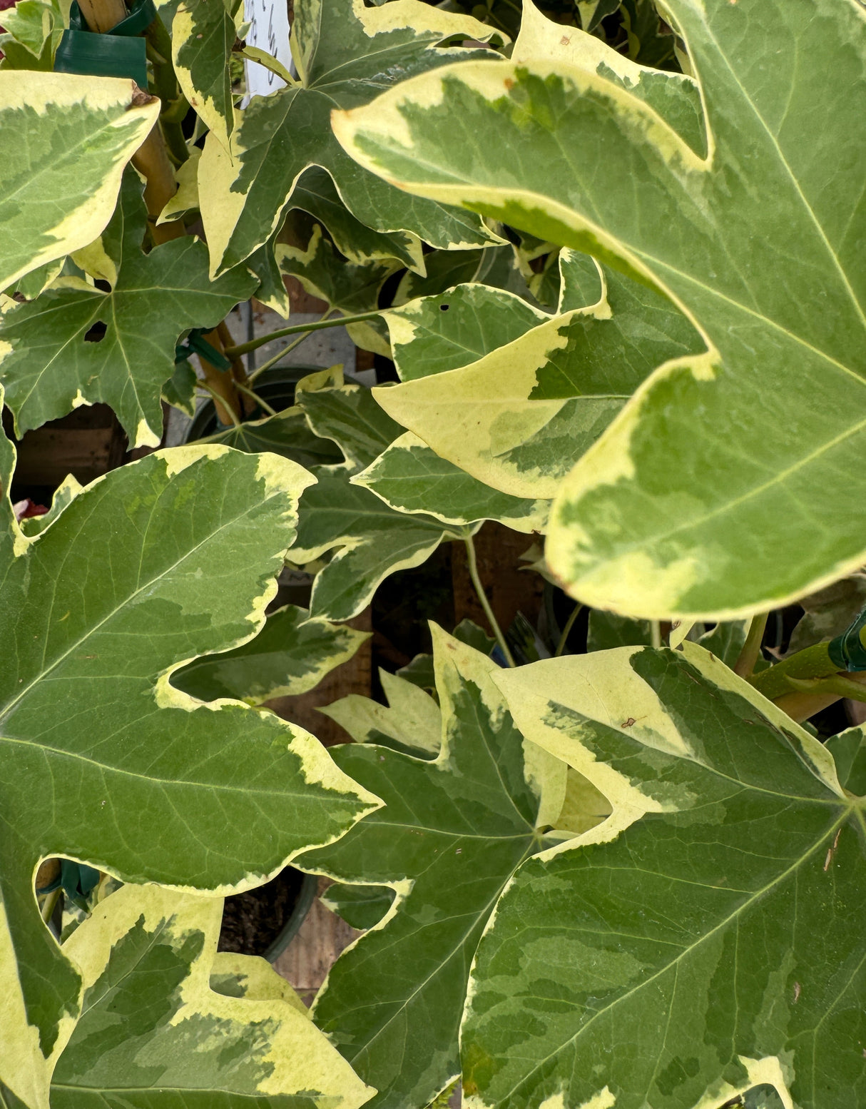 yellow and green fatshedera leaves in green house