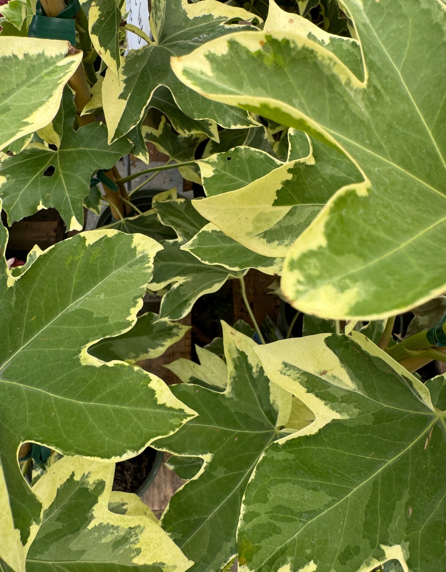 yellow and green fatshedera leaves in green house