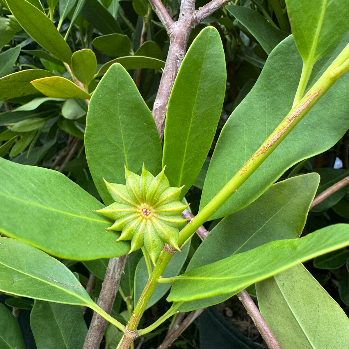 anise plant Anise – Liberty Landscape Supply
