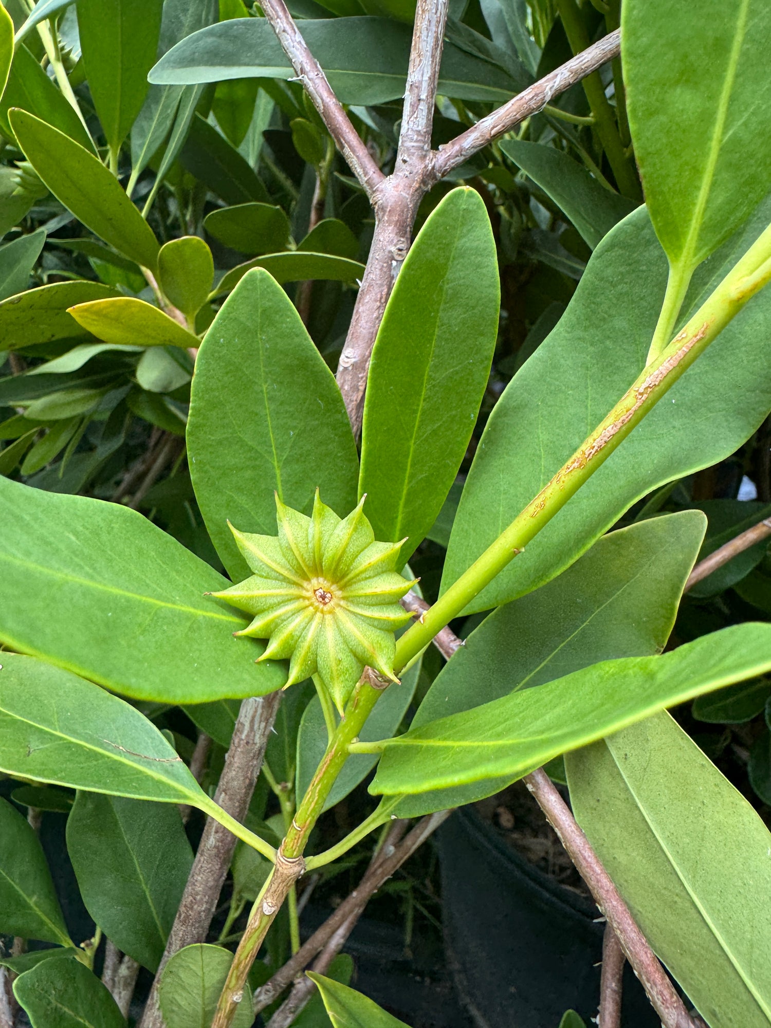star spice anise growing on plant.