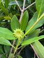 star spice anise growing on plant.