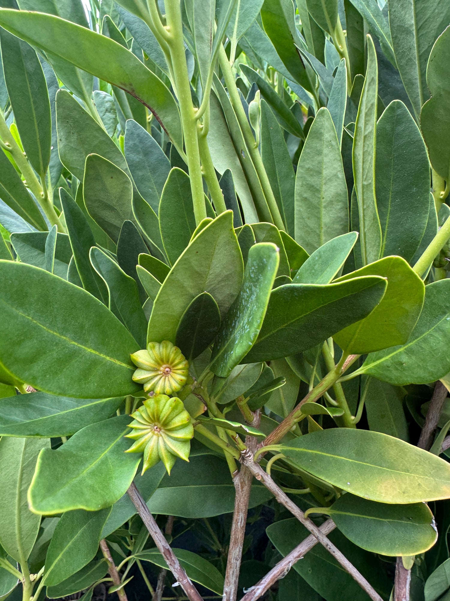 Close-up of green leaves and small stars on plant.