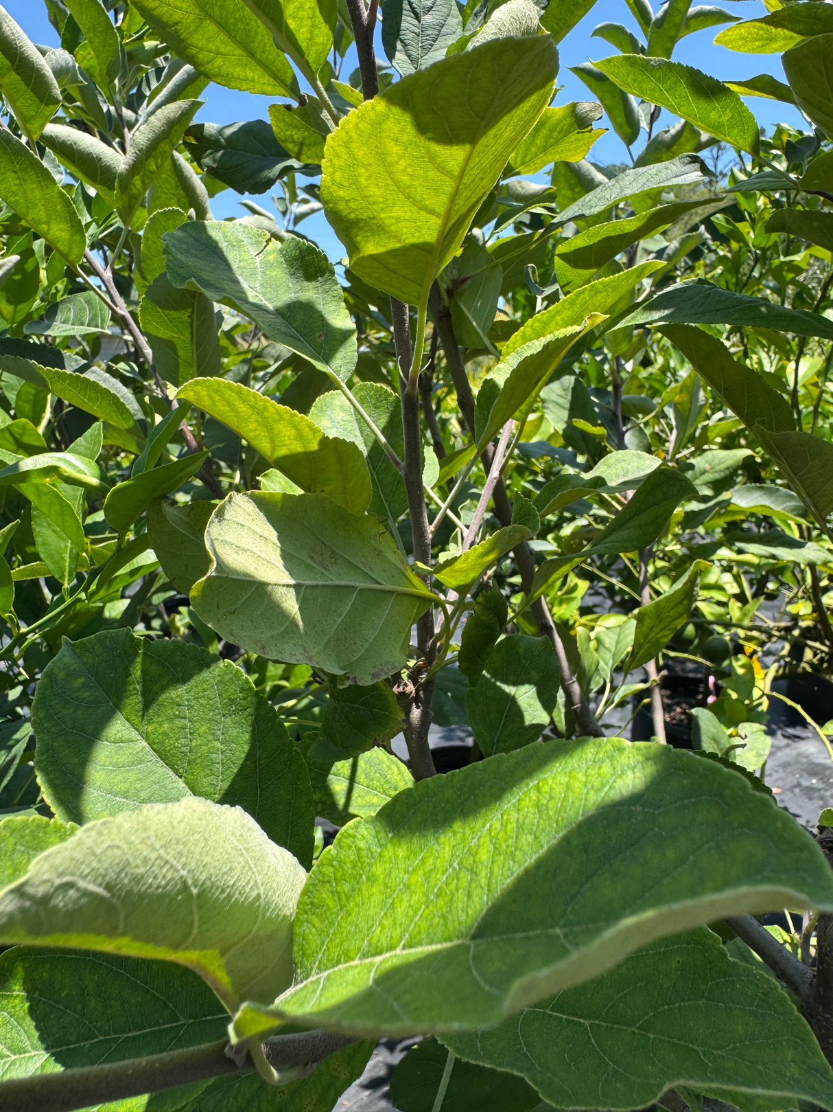 up close of apple tree leaves
