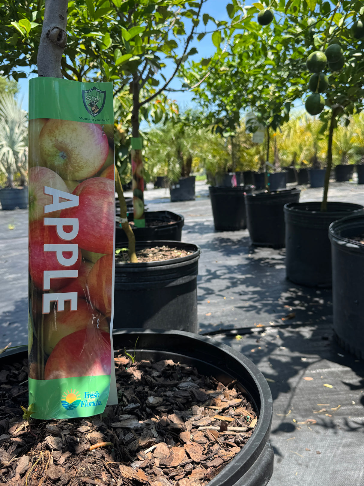 apple trees in 15-gallon containers at Liberty nursery