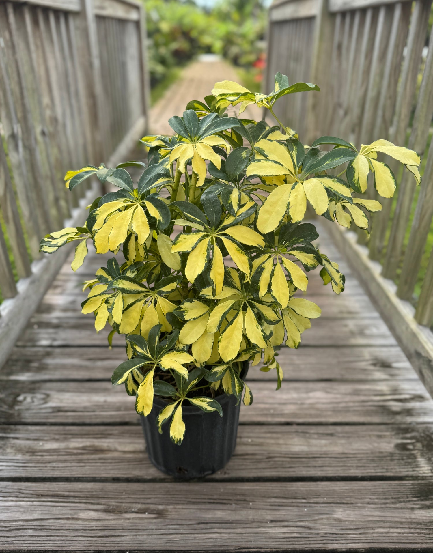 Arboricola Trinette in three-gallon pot