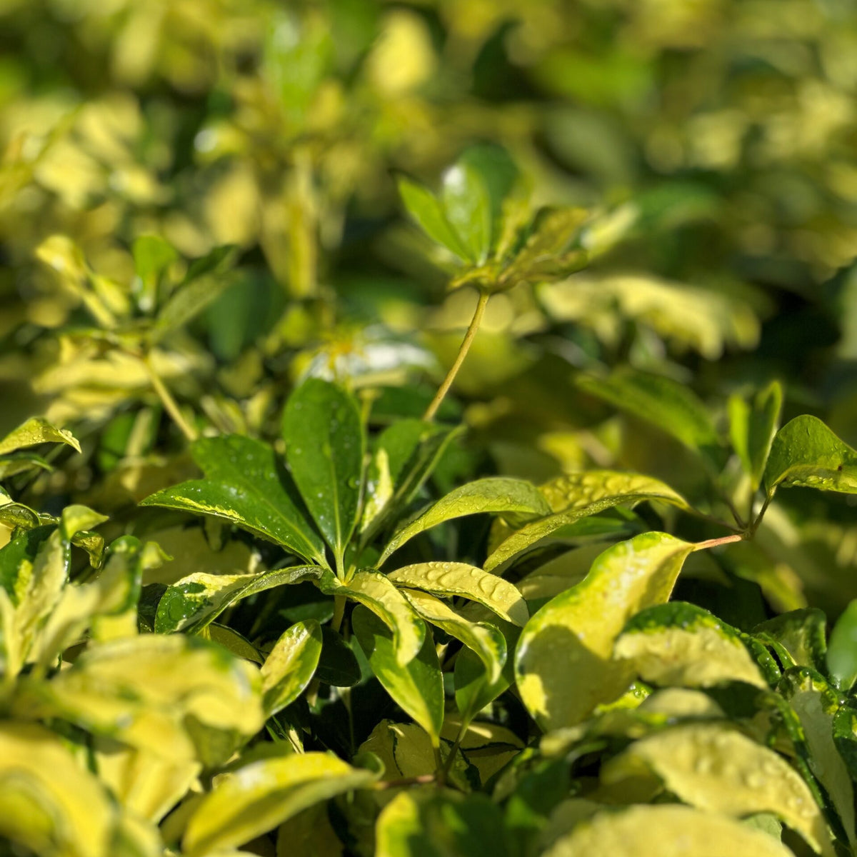 Arboricola Trinette – Liberty Landscape Supply