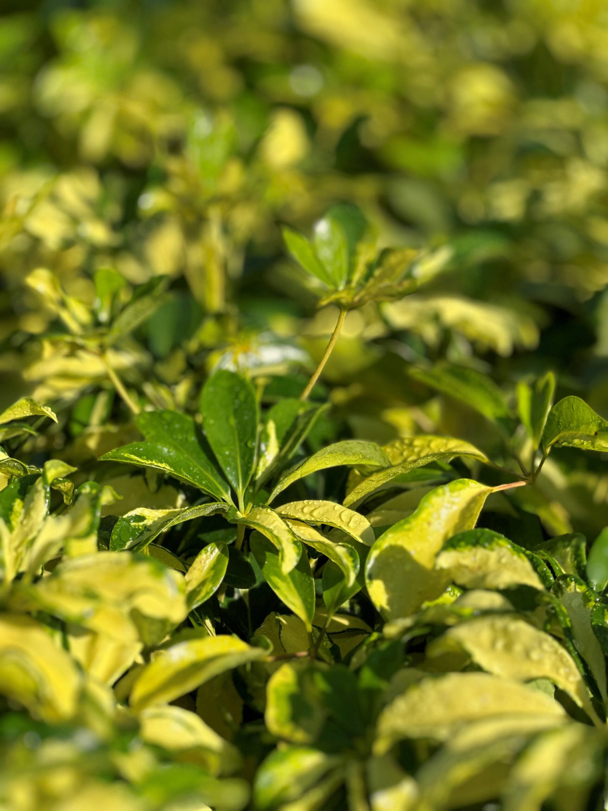 Arboricola Trinette plant with varigated yellow and green leaves