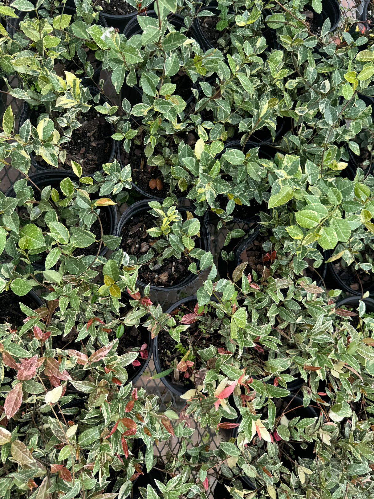 Asiatic Jasmine multicolored blanket