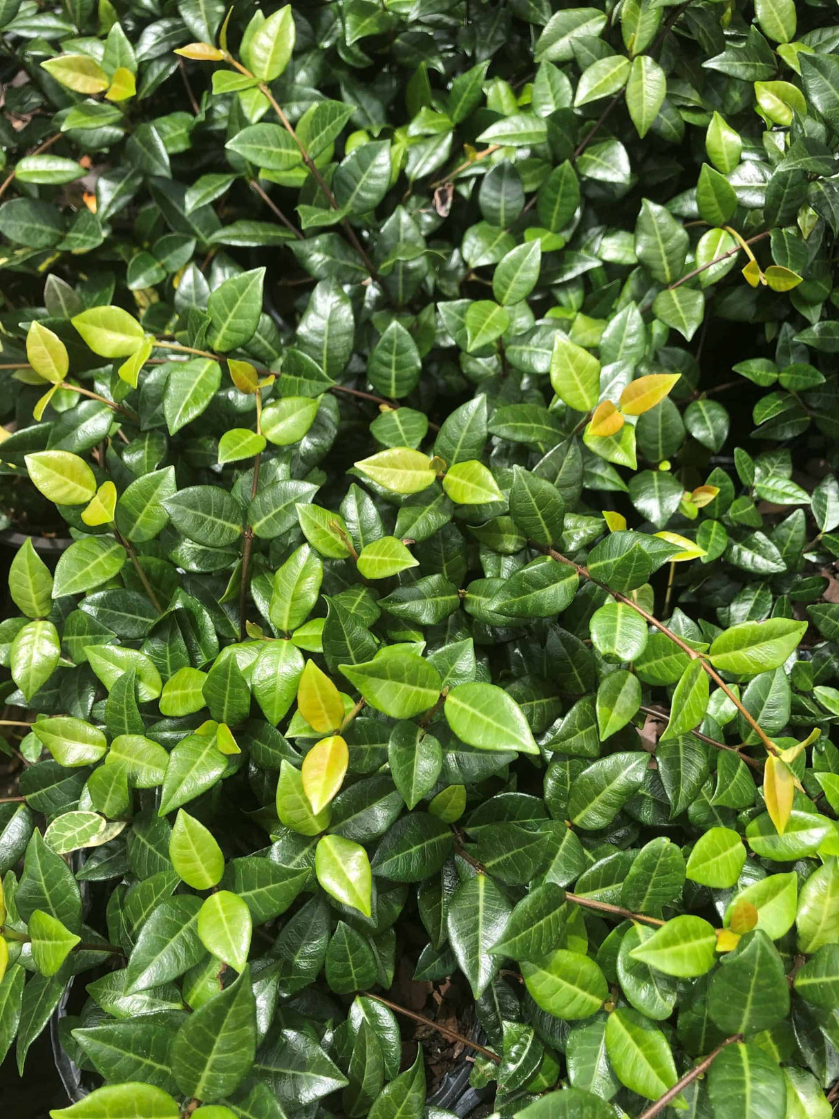 Asiatic Jasmine with multi-colored green leaves covering ground