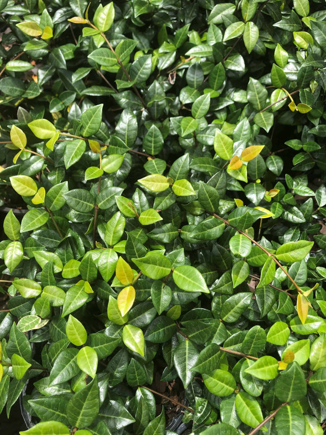 Asiatic Jasmine with multi-colored green leaves covering ground