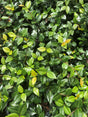 Asiatic Jasmine with multi-colored green leaves covering ground