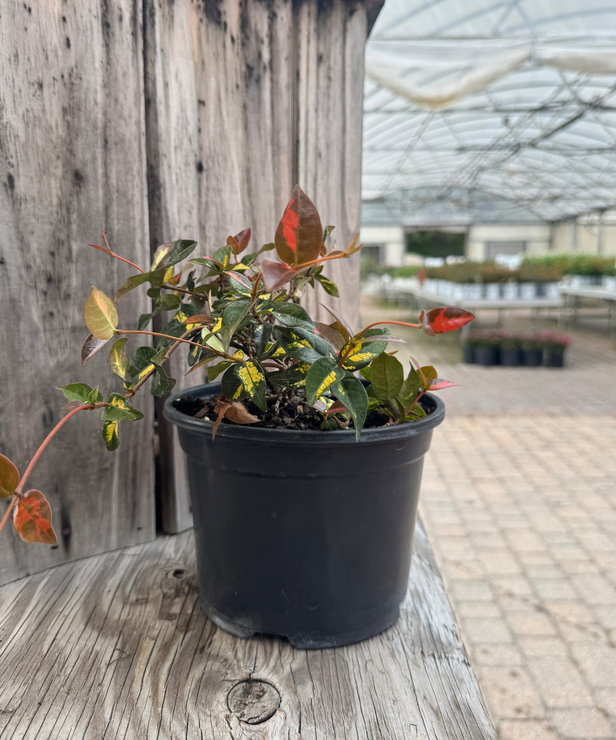 Asiatic Jasmine Tri Color with red and yellow leaves