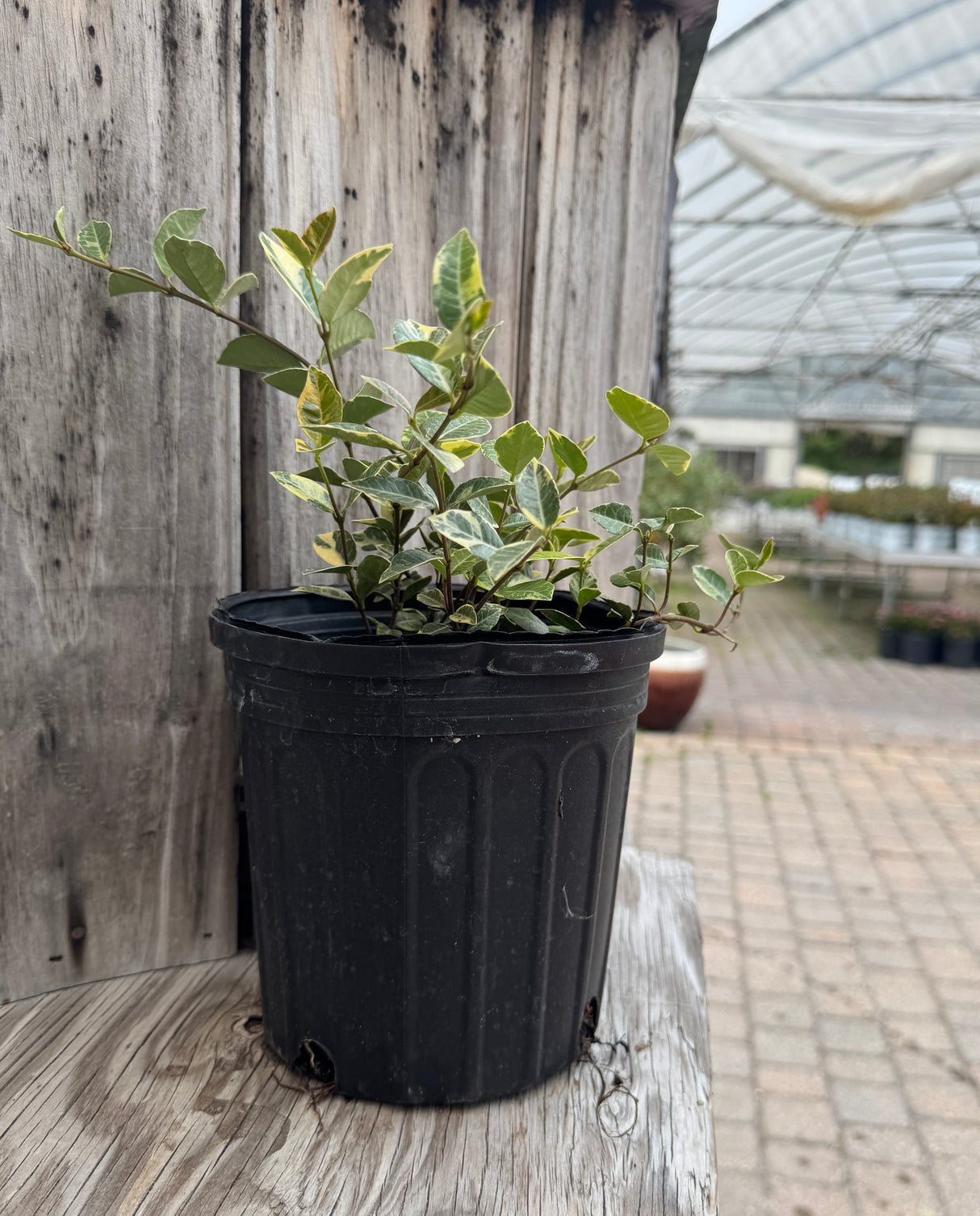 variegated leaves on one-gallon Asiatic Jasmine