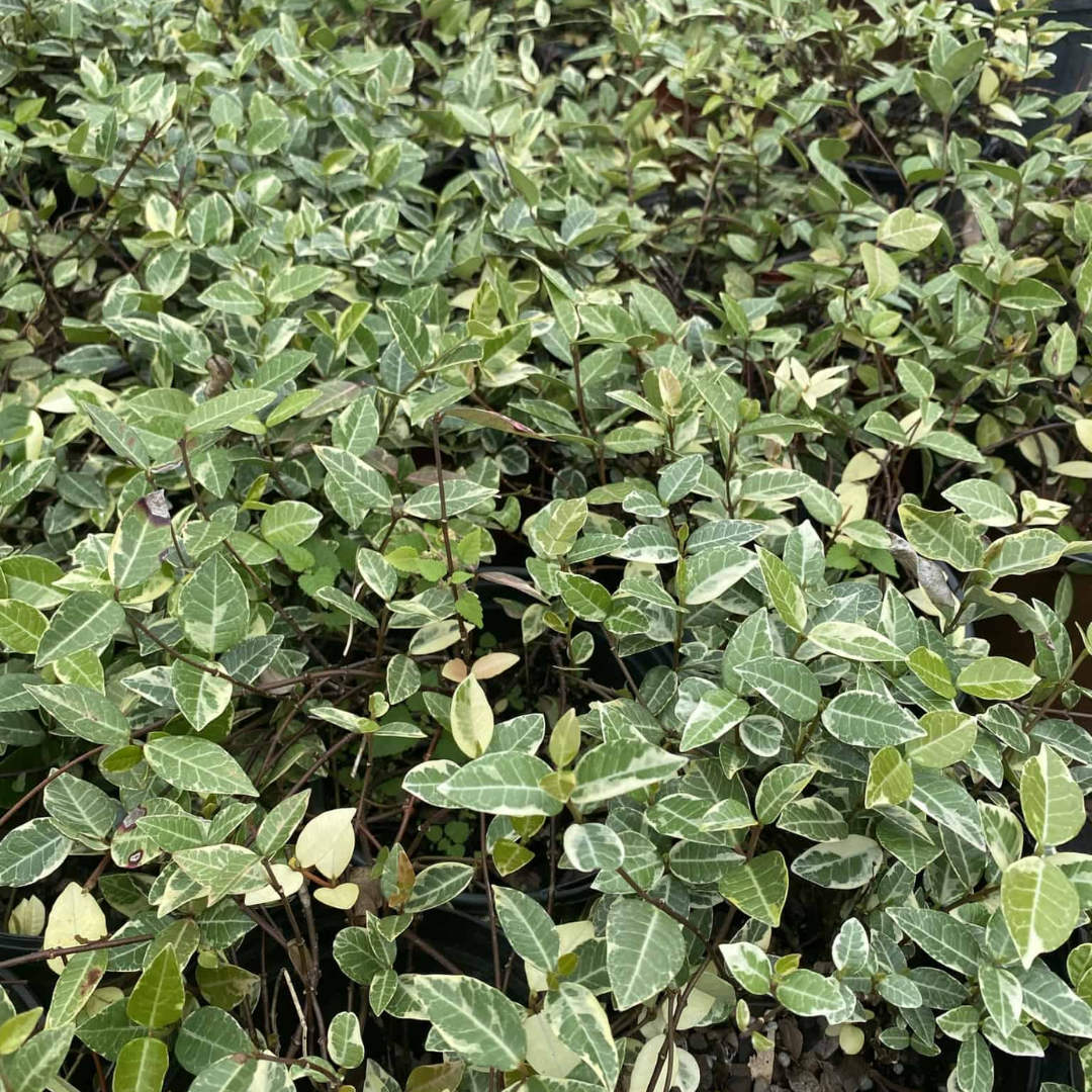 Asiatic Jasmine variegated leaves
