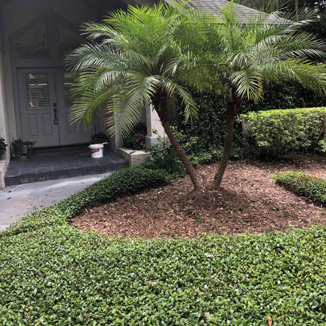 Asiatic Jasmine in yard