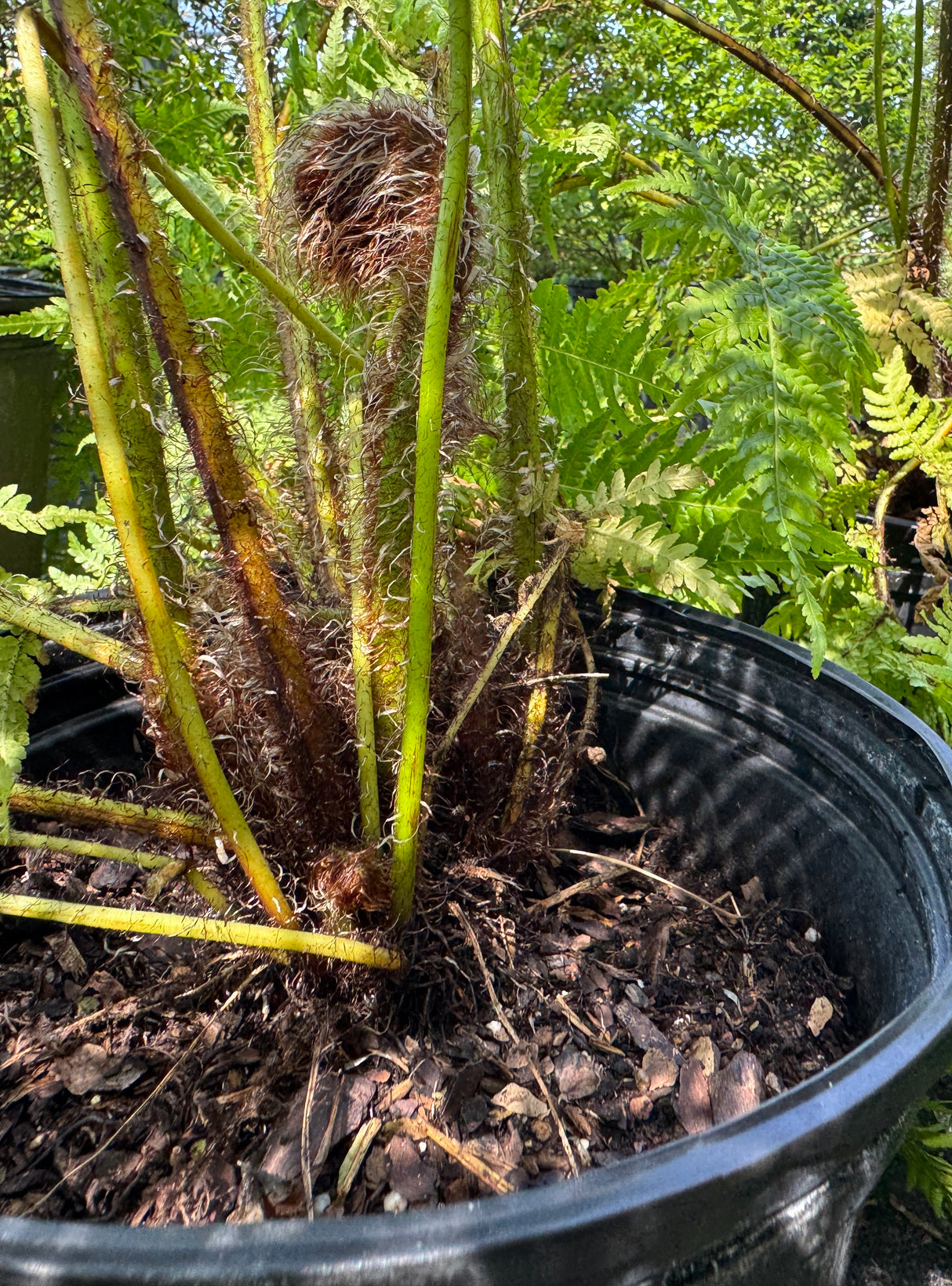 fuzzy truck of Australian Tree Fern