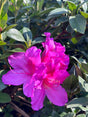 bright pink azalea flowers