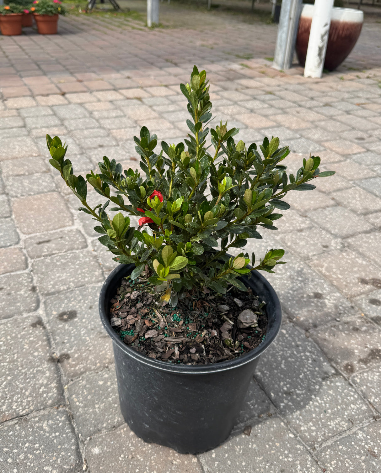 Azalea Gumpo in three-gallon pot