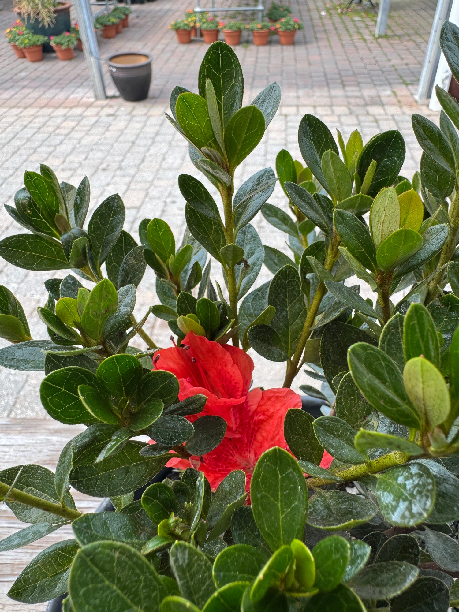 Azalea Gumpo with bright blooming flowers