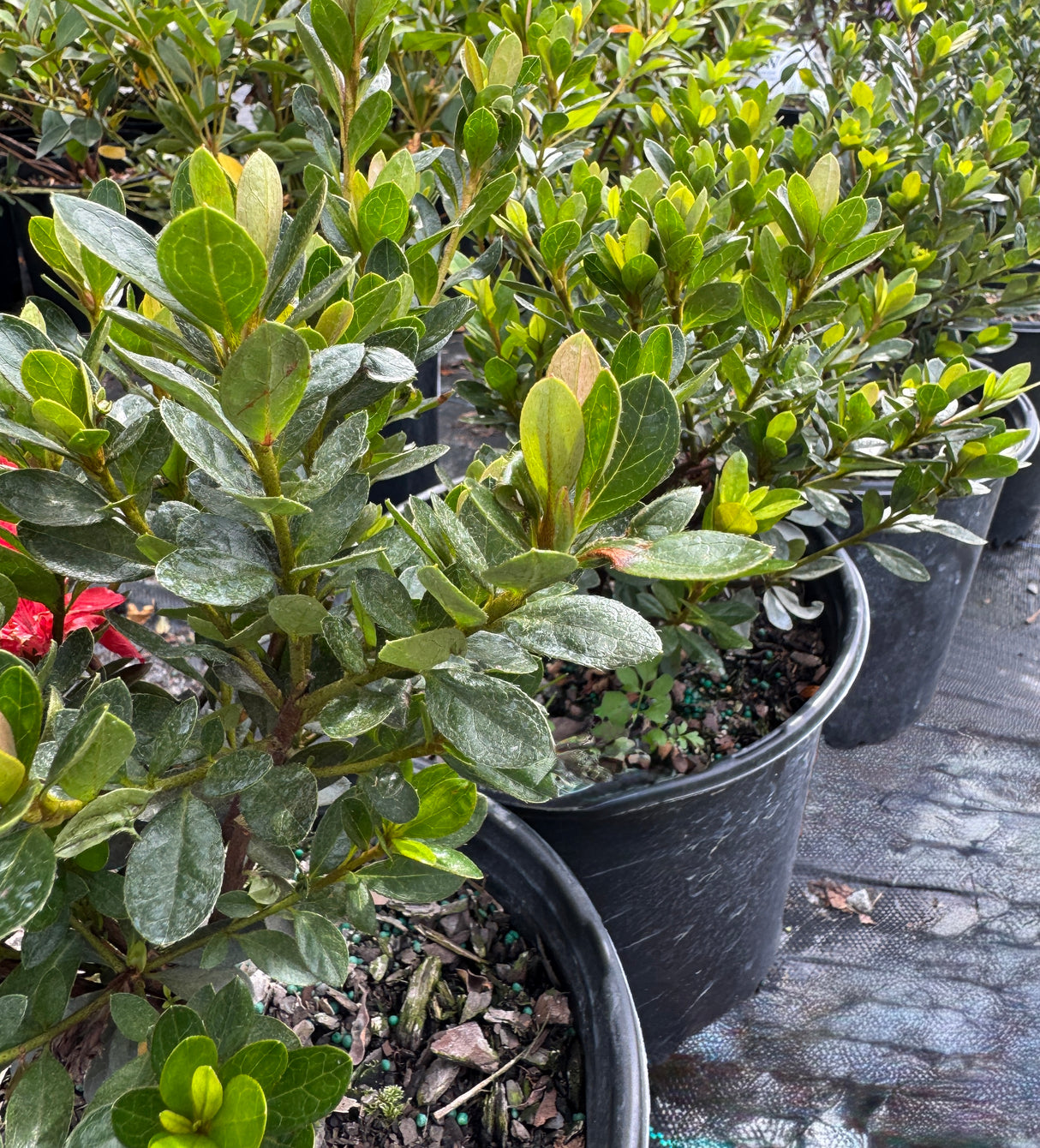 Azalea Gumpo plants side by side.