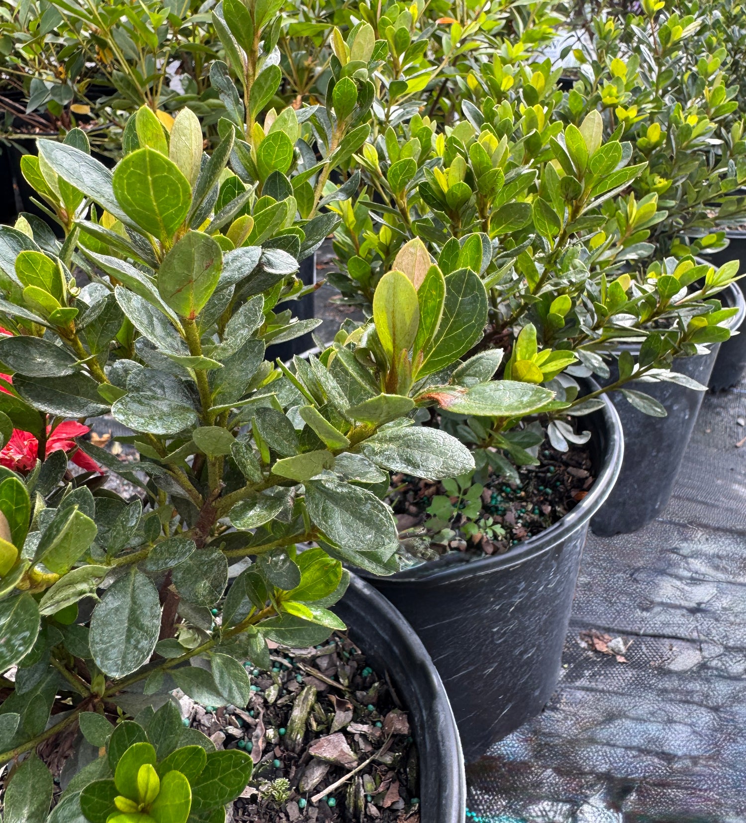 Azalea Gumpo plants side by side.