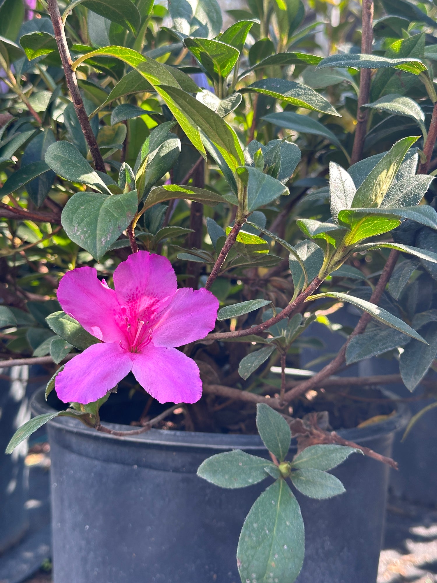 three-gallon Azalea plant with pink flower