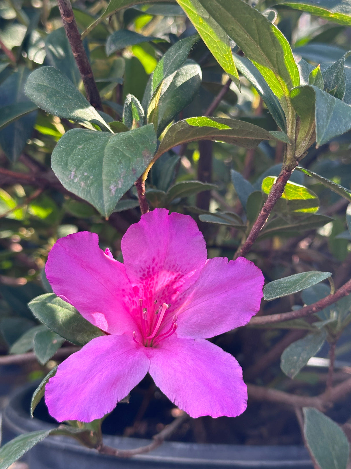 pink Azalea flower