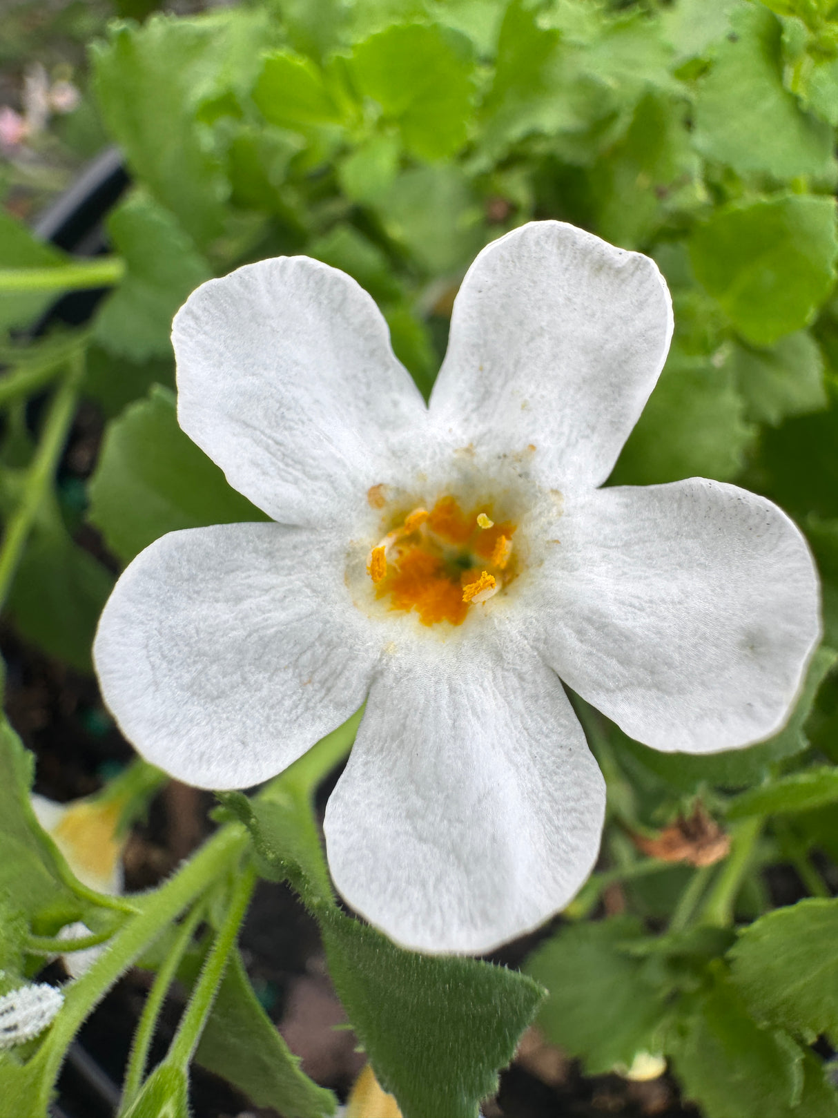 close up of a white Bacopa flower