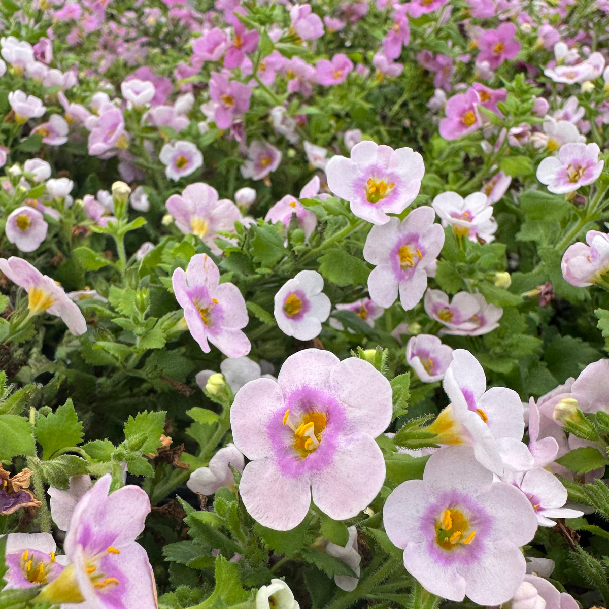 bacopa hanging plant Bacopa – Liberty Landscape Supply