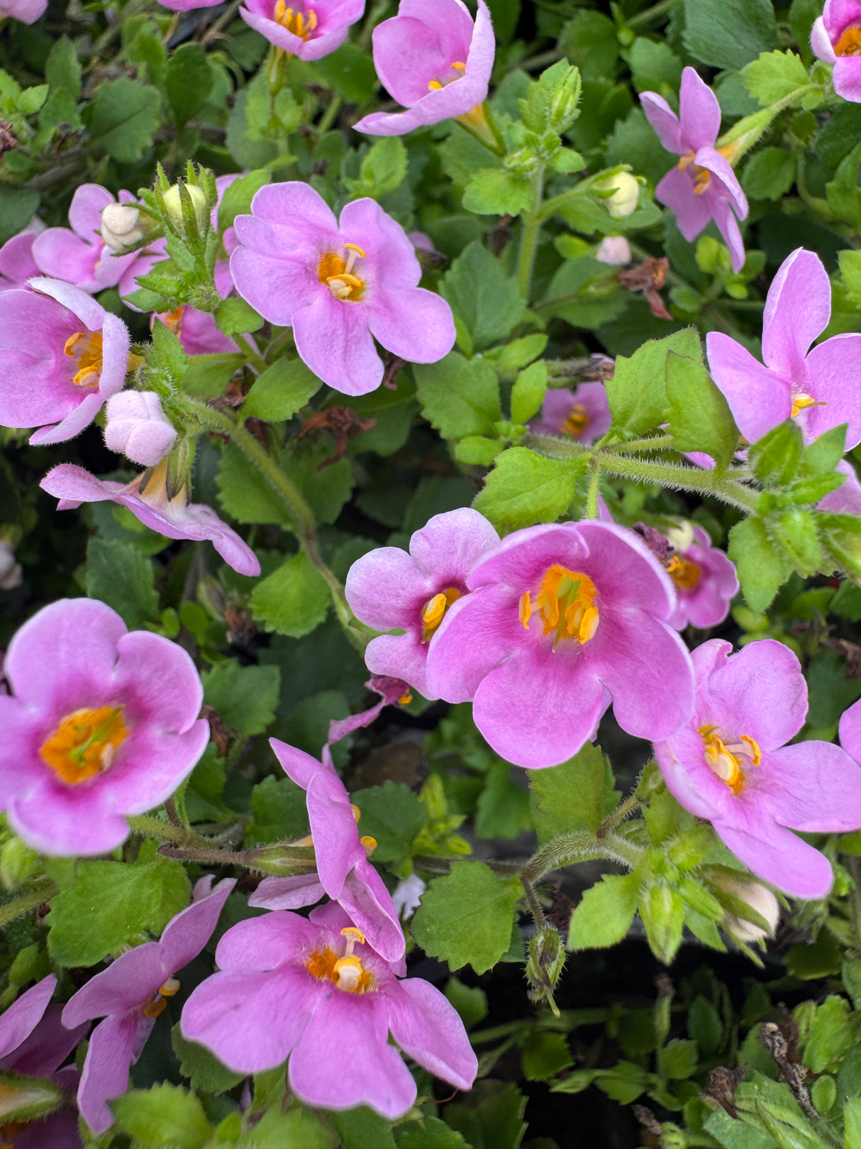 Bacopa plant with pink flowers