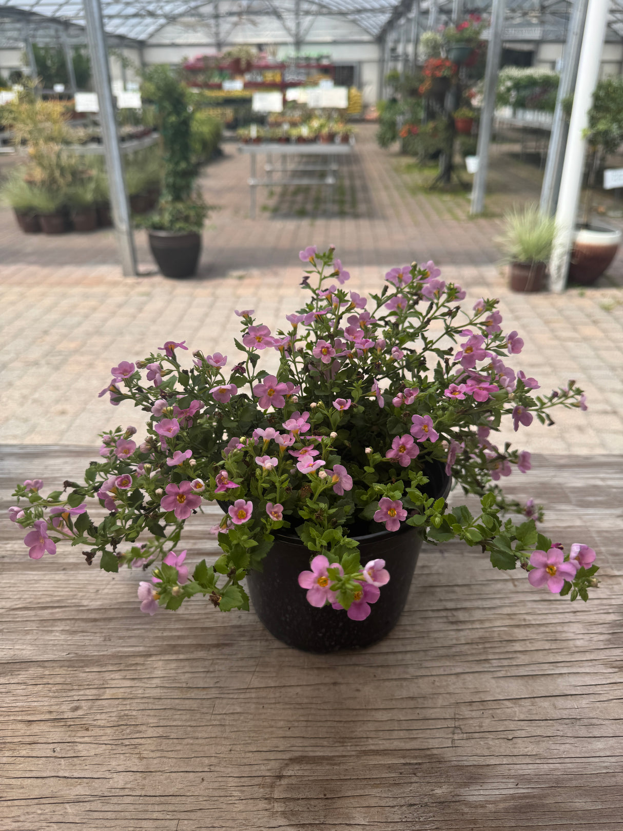 bright pink Bacopa flower in one-gallon pot