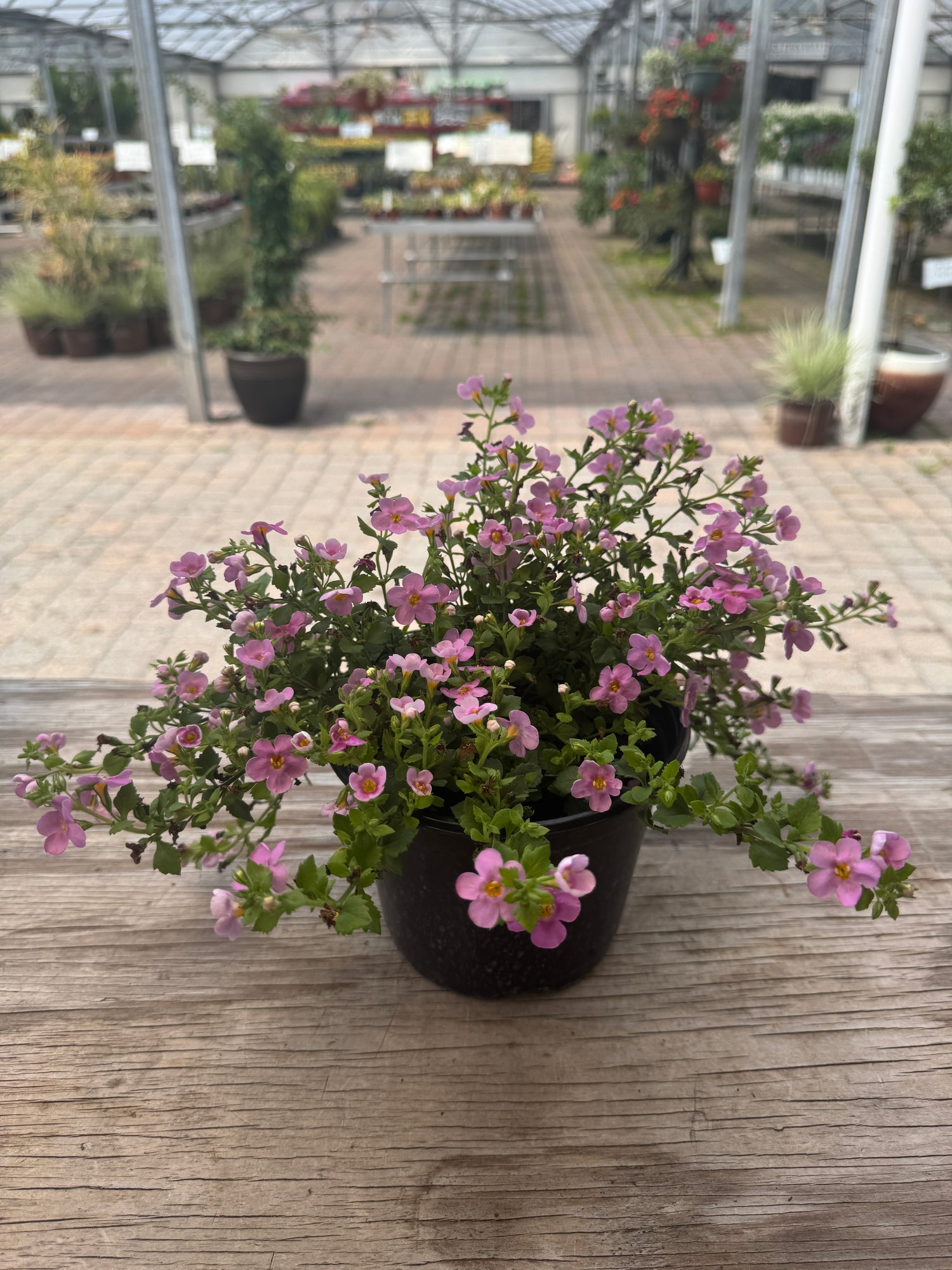 bright pink Bacopa flower in one-gallon pot