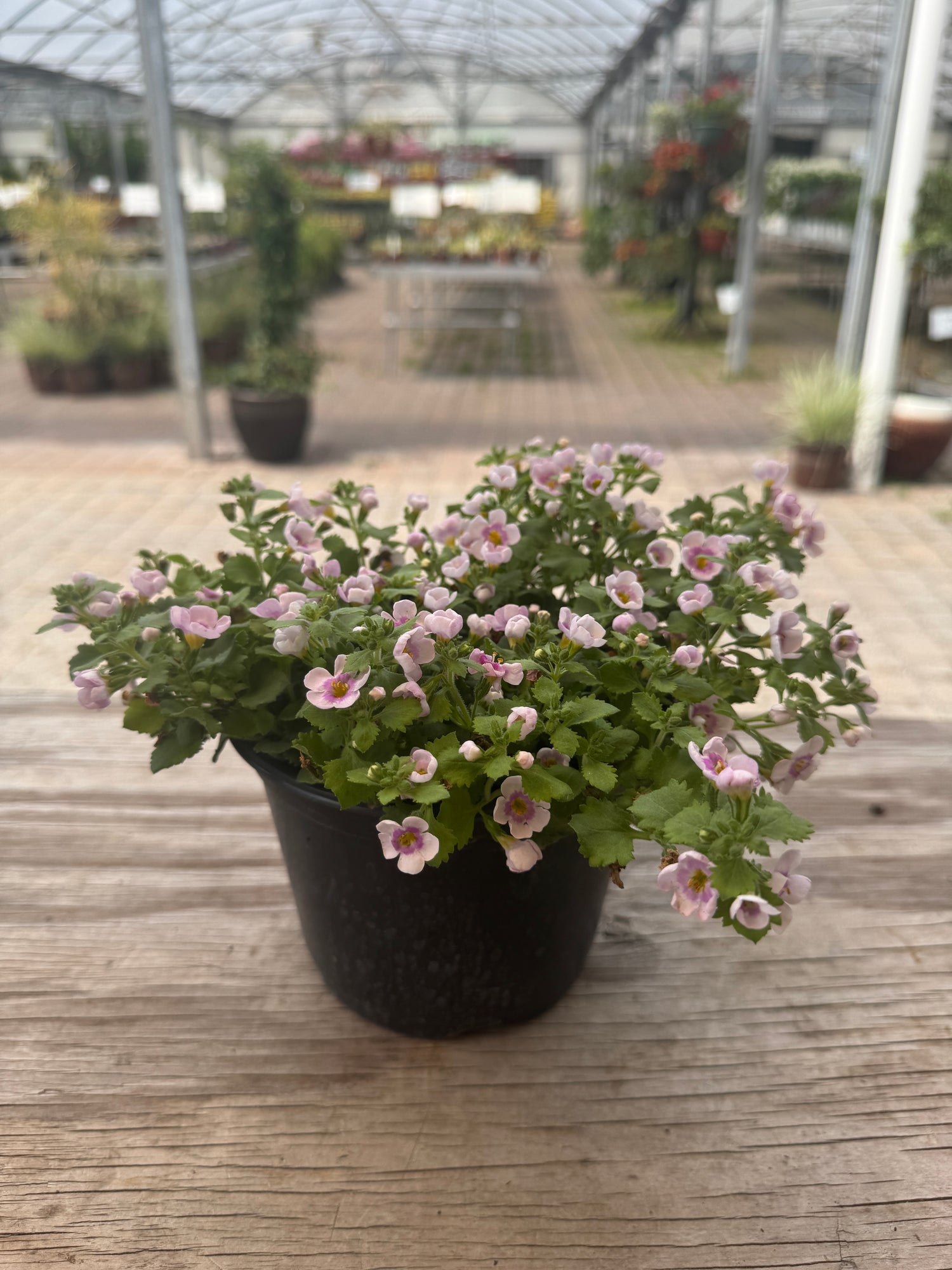 Bacopa plant with pink flowers in one-gallon pot