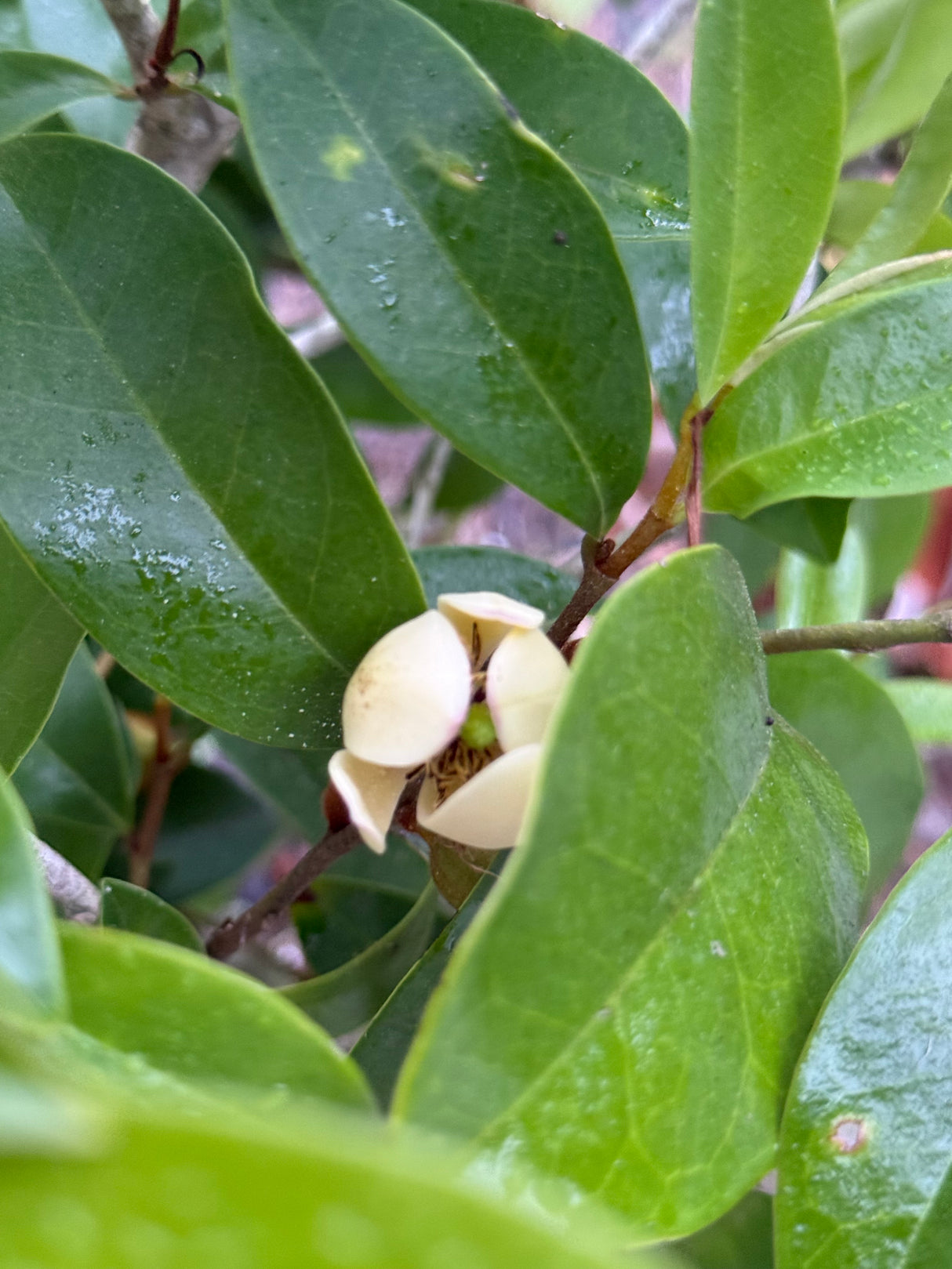 Michelia "Banana Shrub"