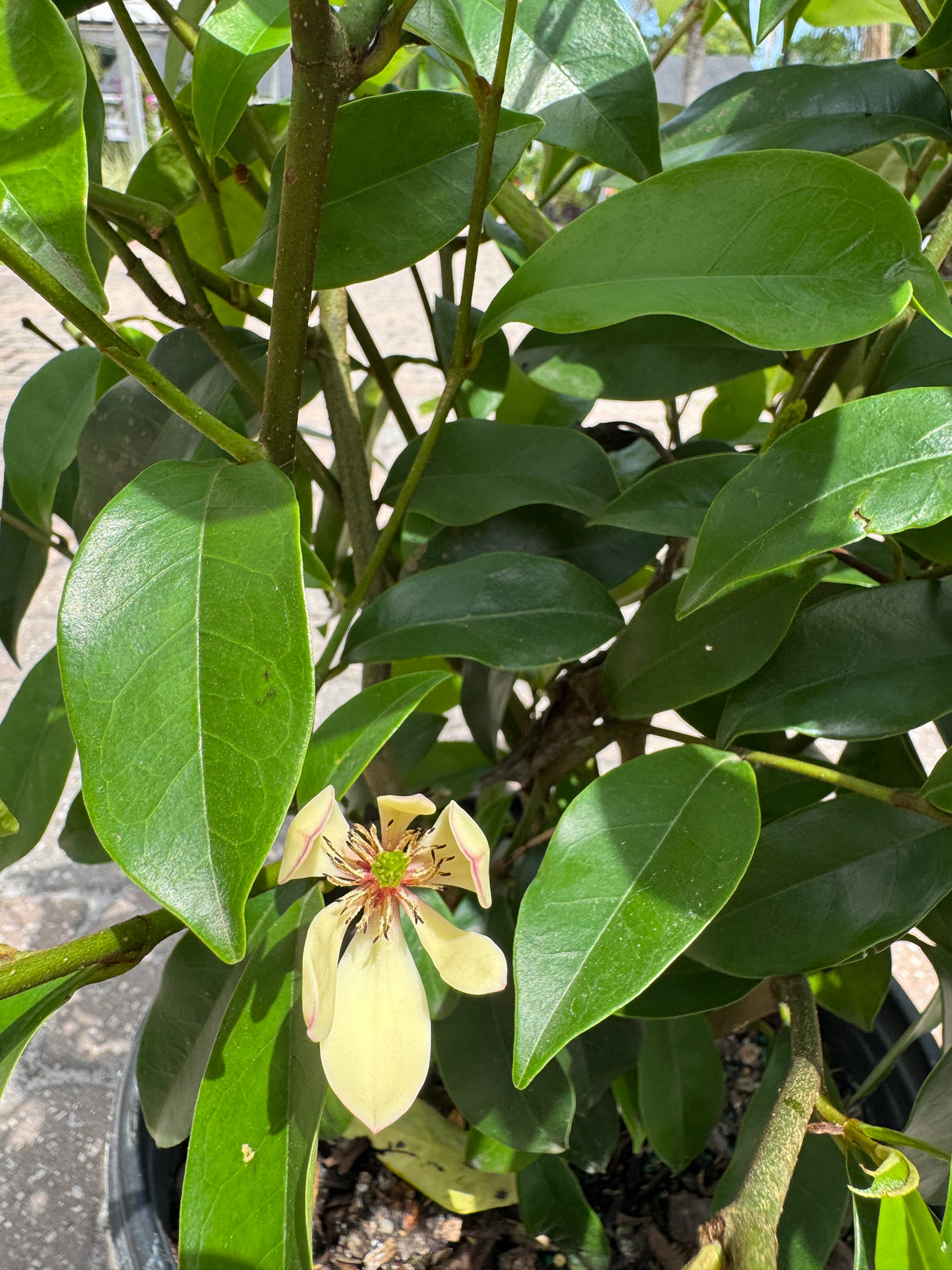 yellow flower on Banana Shrub