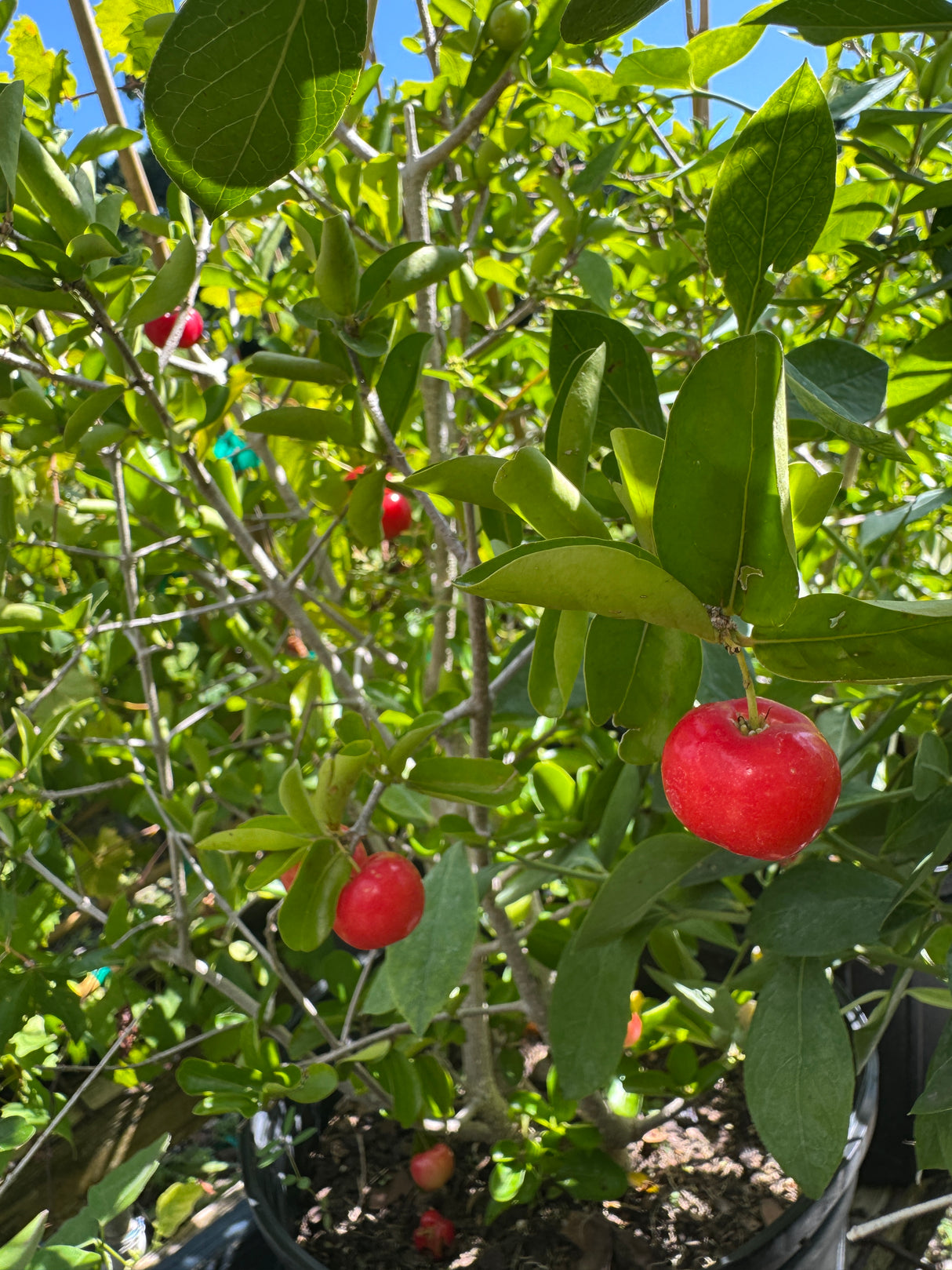 Red berries on a green bush with a clear blue sky background