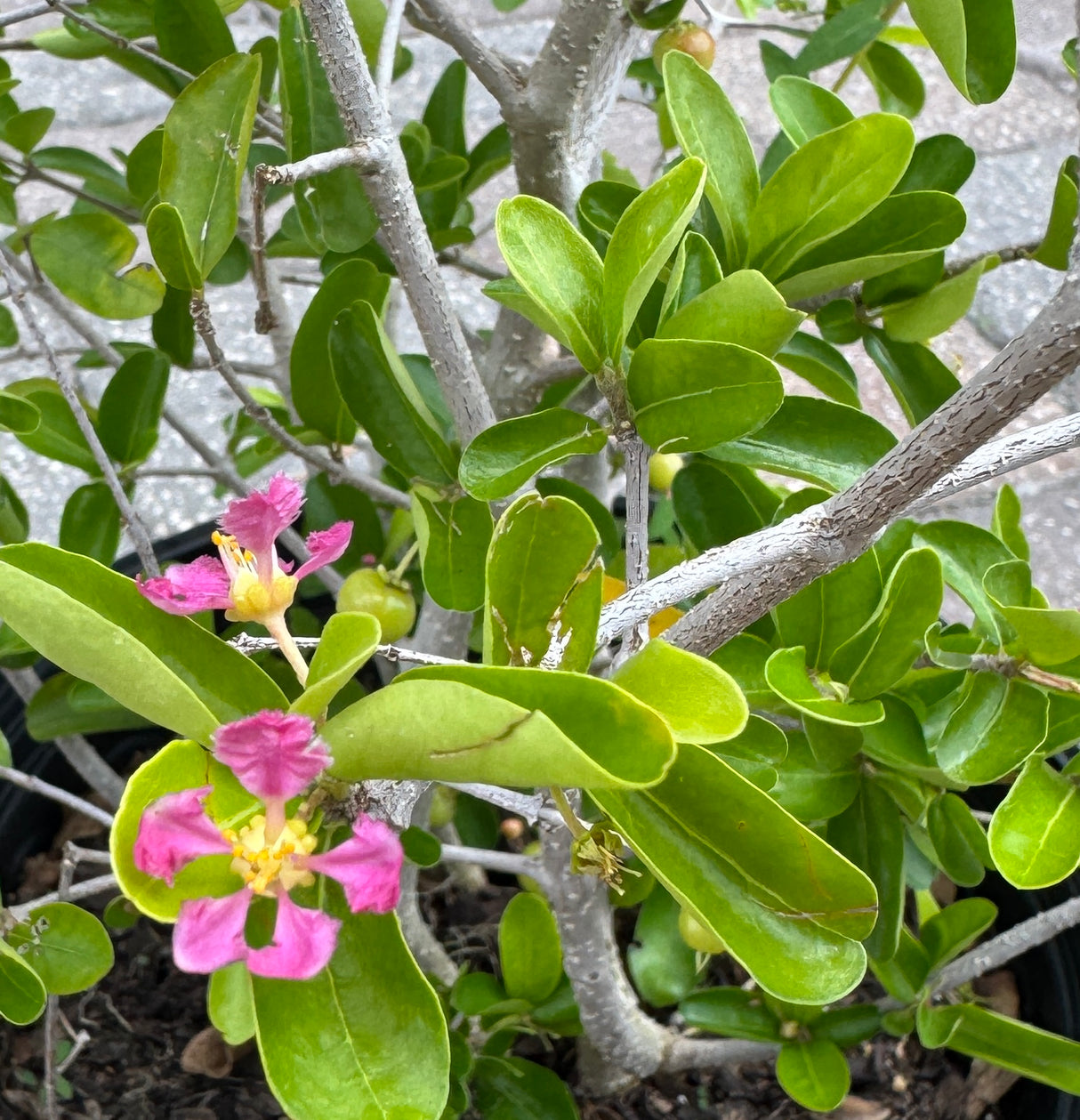 pink Barbados Cherry flowers on fruiting plant