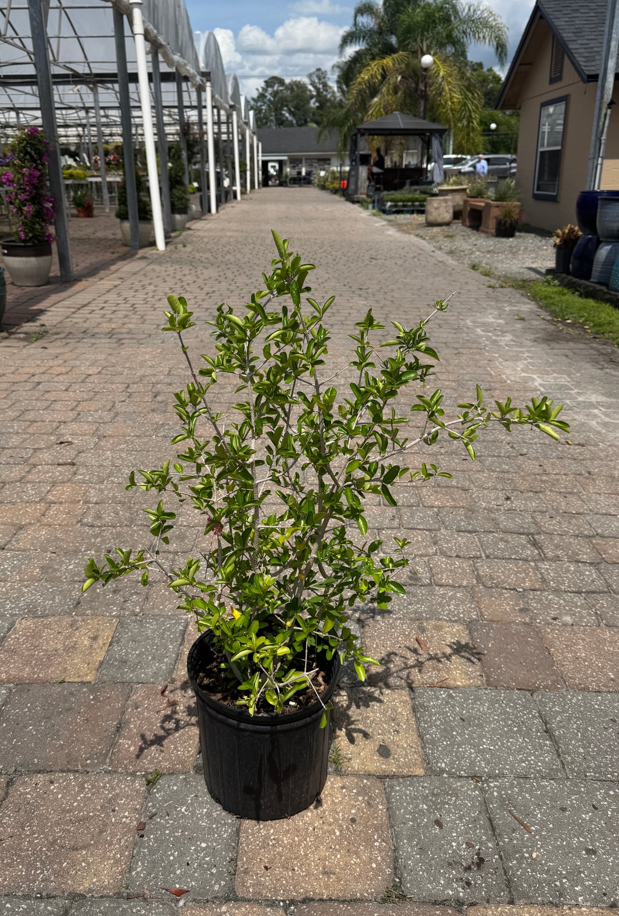 Barbados Cherry plant in three-gallon container